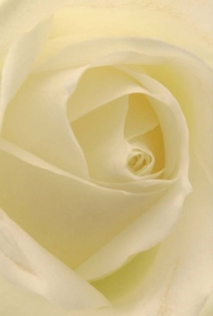 Drawing near to this classic white rose, one is transported into a feeling of tranquility and refined beauty that mirrors Oxted's peaceful green lanes and stately homes. The layered petals spiral gently inward, blending tones of soft cream and snowy white, with each fold seeming to absorb the gentle Northern light typical of Surrey mornings. Light flows seamlessly through the near-translucent petals, giving the entire bloom a delicate, almost illuminated glow-evoking the serenity of a quiet walk along Oxted's residential avenues. For a florist attuned to the emotions of their neighbours, this rose is an ideal offering: a romantic gesture, an earnest apology, or a fresh centrepiece for a wedding at a local church. The perfection of the floral core suggests resilience and hope, while subtle shadows enhance each layer's natural curve. The rose's presence fills the space with a sense of clean, understated elegance-subtly scented and always appropriate. Carefully prepared here in Oxted, this bloom stands ready to convey any heartfelt sentiment, reflecting both the skill of our florists and the quiet strength of our community.